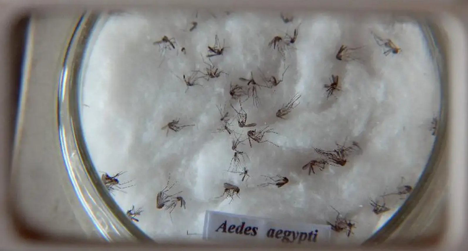 Imagem de Dia D contra a dengue convoca população a eliminar focos do mosquito