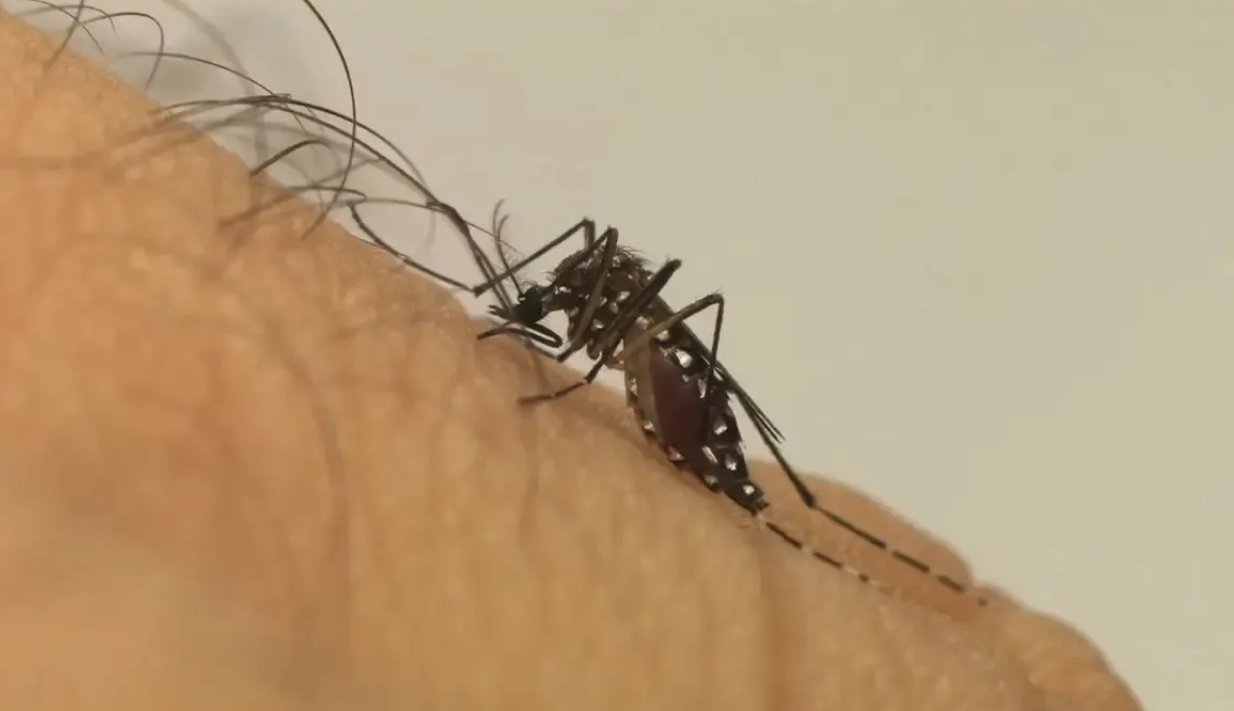 Imagem de 38 municípios na Bahia estão em estado de epidemia por dengue