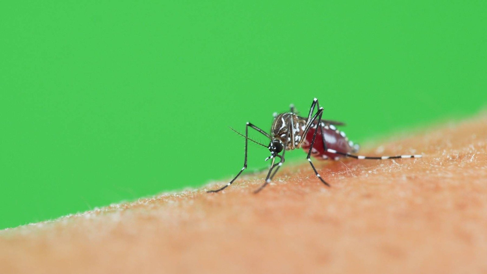 Imagem de Verão requer mais cuidados com a dengue; doença matou 171 pessoas na Bahia só no último mês de 2024