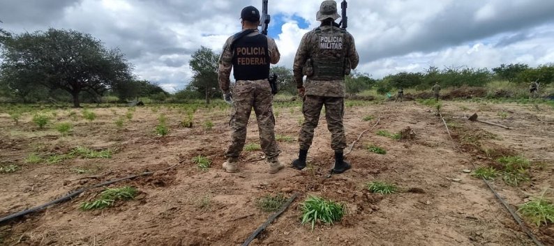 Imagem de Plantação com 71 mil pés de maconha é destruída em operação policial na Bahia