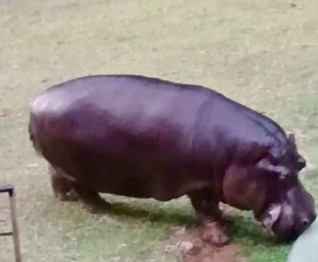 Imagem de Hipopótamo vindo de Santa Catarina é o mais novo morador do Zoológico de Salvador