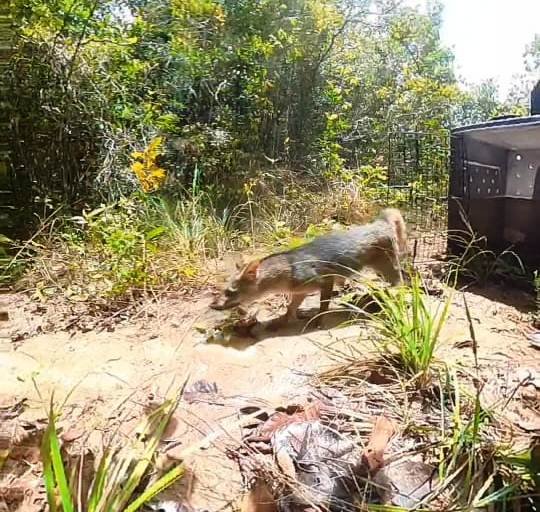 Imagem de Cetas/Inema realiza tratamento e soltura de cachorro-do-mato vítima de atropelamento em Praia do Forte