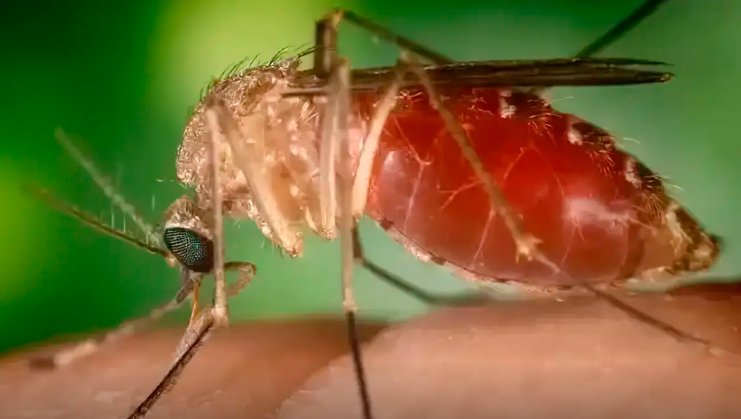 Imagem de Antes restrita à Amazônia, febre oropouche se espalha pelo país