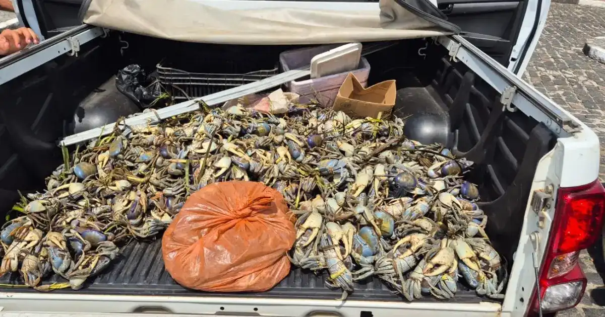 Imagem de PM apreende mais de 1,5 mil animais silvestres durante operação em Valença