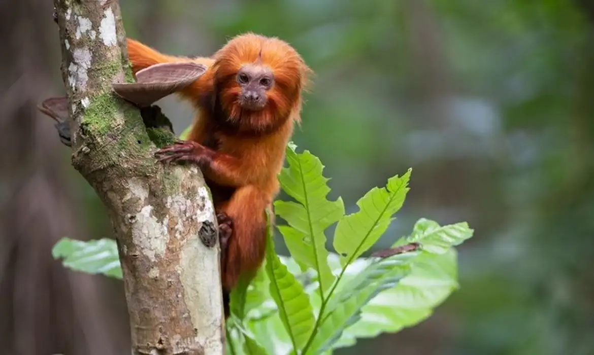 Imagem de TV Brasil apresenta maratona de série sobre animais em extinção