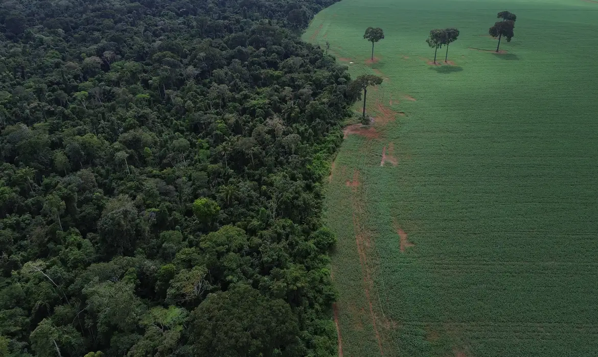 Imagem de Brasil reduz em 42% as perdas florestais em 2025, aponta estudo