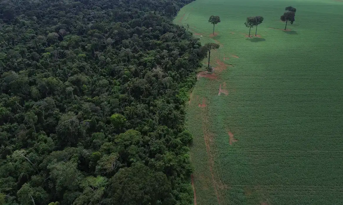 Imagem de Brasil reduz em 42% as perdas florestais em 2025, aponta estudo