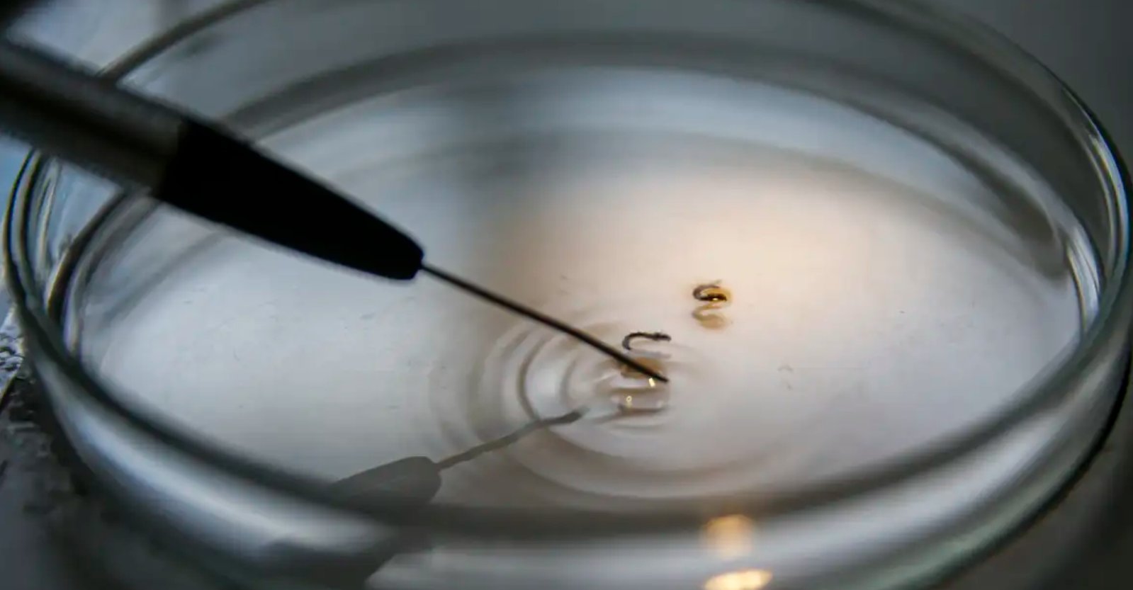 Imagem de Brasil supera 1 mil mortes por dengue este ano