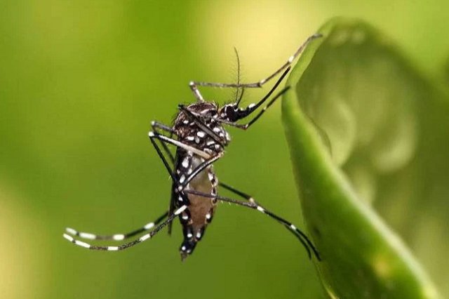 Imagem de Dengue no Brasil: casos aumentam 100% em 2024, saiba as regiões mais afetadas