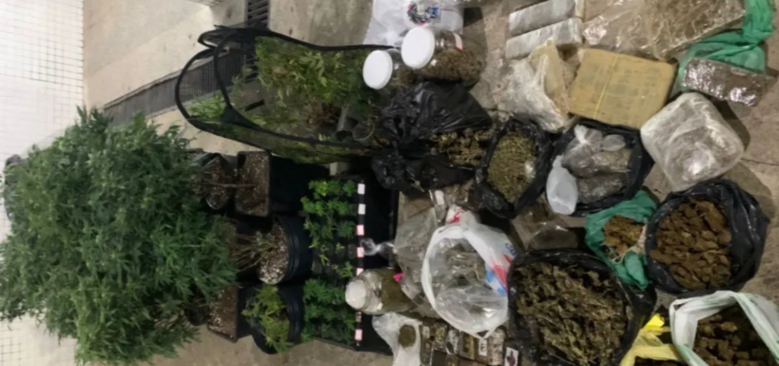Imagem de PM encontra estufas com 40 pés de maconha e drogas sintéticas em Pituaçu