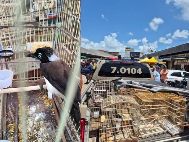 Imagem de Dupla é presa e mais de 100 aves são resgatadas em feiras de cidades da BA