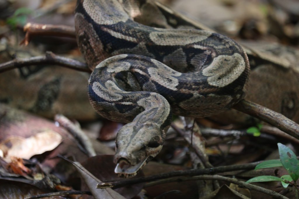 Imagem de Cetas do Inema recebe 74 animais silvestres durante o Carnaval