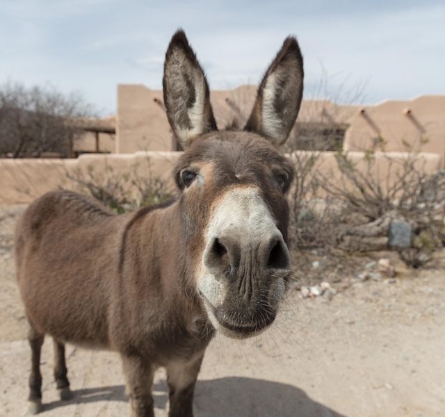 Imagem de Justiça proíbe abate de jumentos na Bahia por maus-tratos e risco de extinção