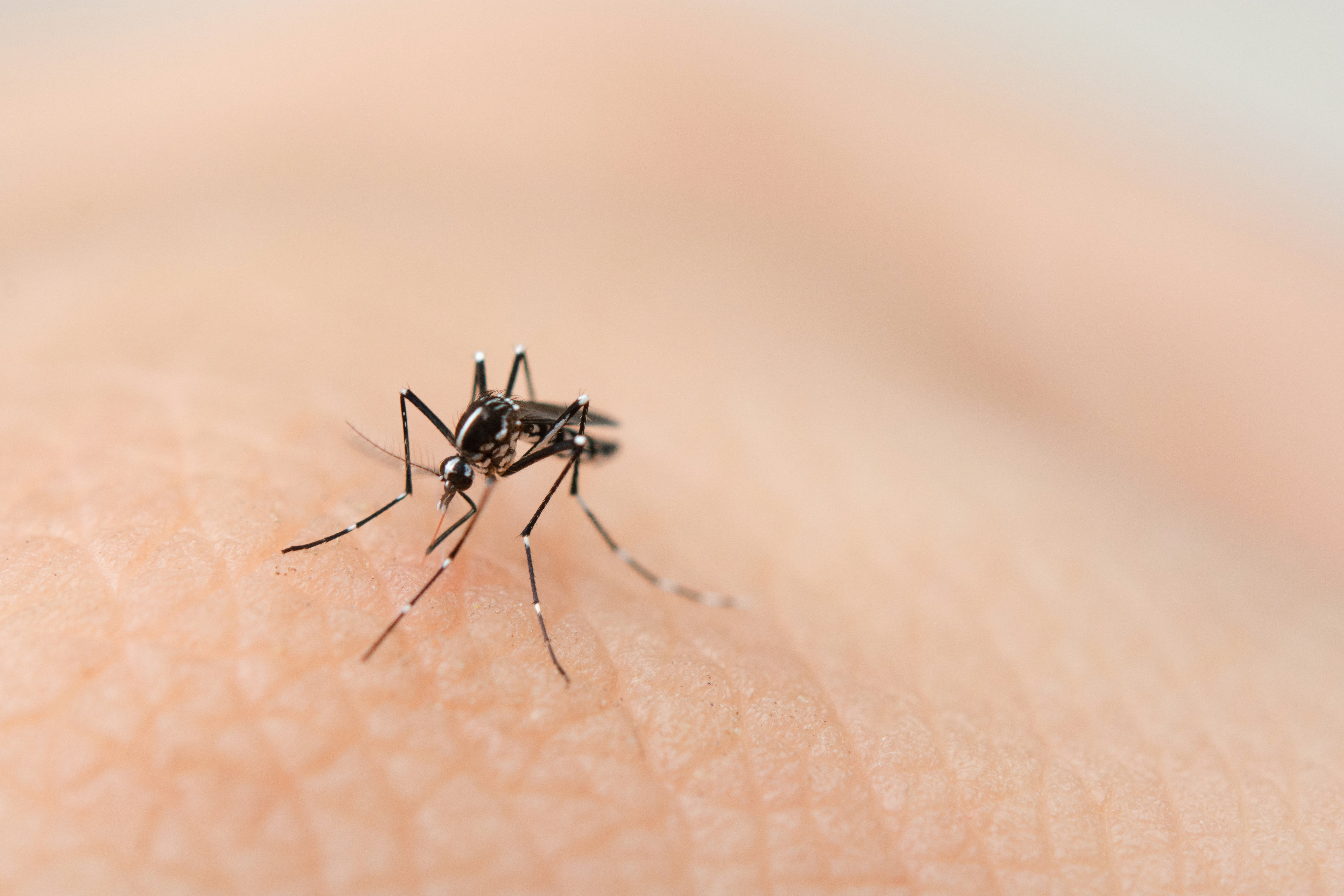 Imagem de Madre de Deus: Secretaria Municipal de Saúde alerta sobre rumores de casos positivos de Dengue, Zika ou Chikungunya