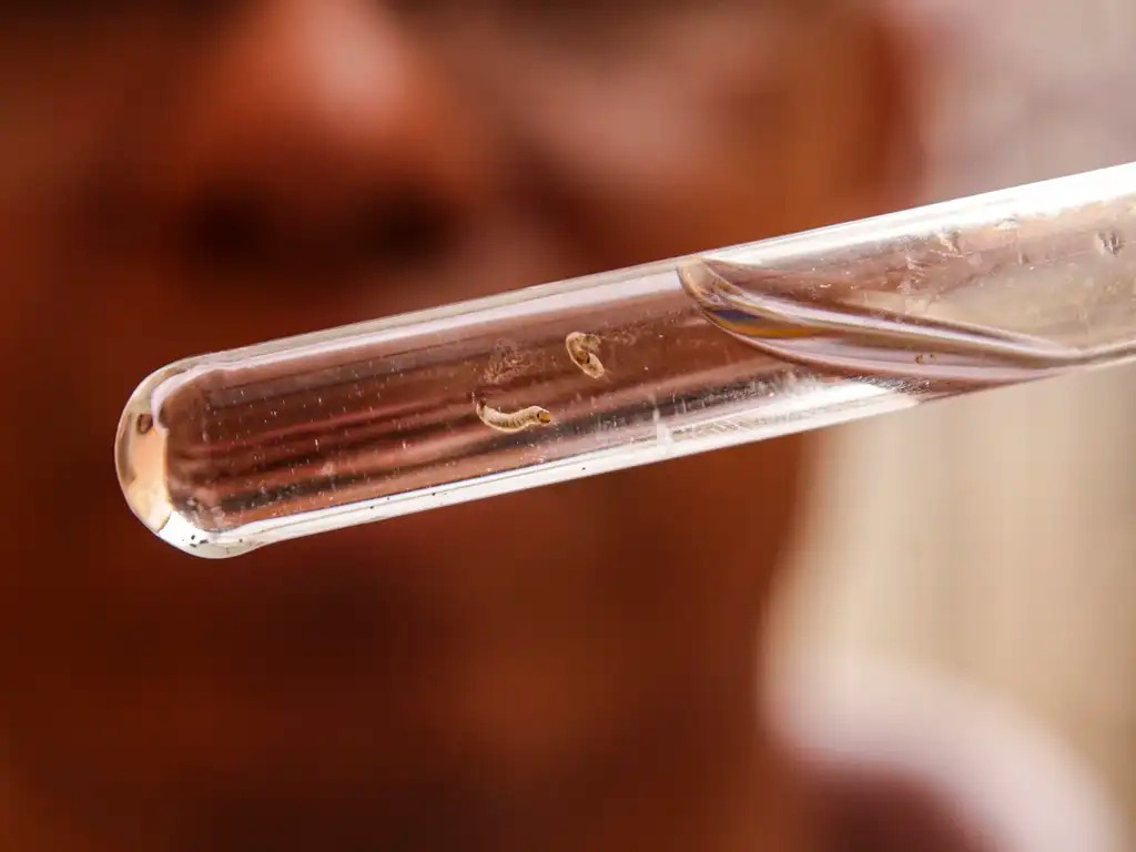 Imagem de Bahia reduz em 88% os casos de dengue, mas especialista alerta que cuidados devem ser mantidos