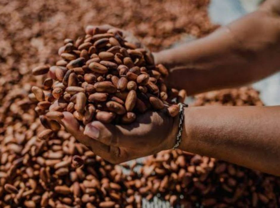 Imagem de Deputado Hassan solicita audiência pública para debater a entrada de cacau africano pelo porto de Ilhéus