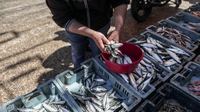Imagem de Peixe impresso em 3D chega ao mercado