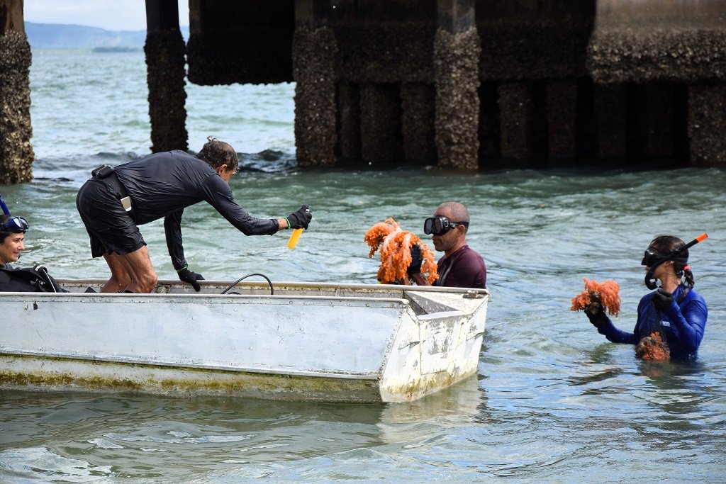 Imagem de Cerca de 3 toneladas de coral invasor são removidas da Ilha de Itaparica