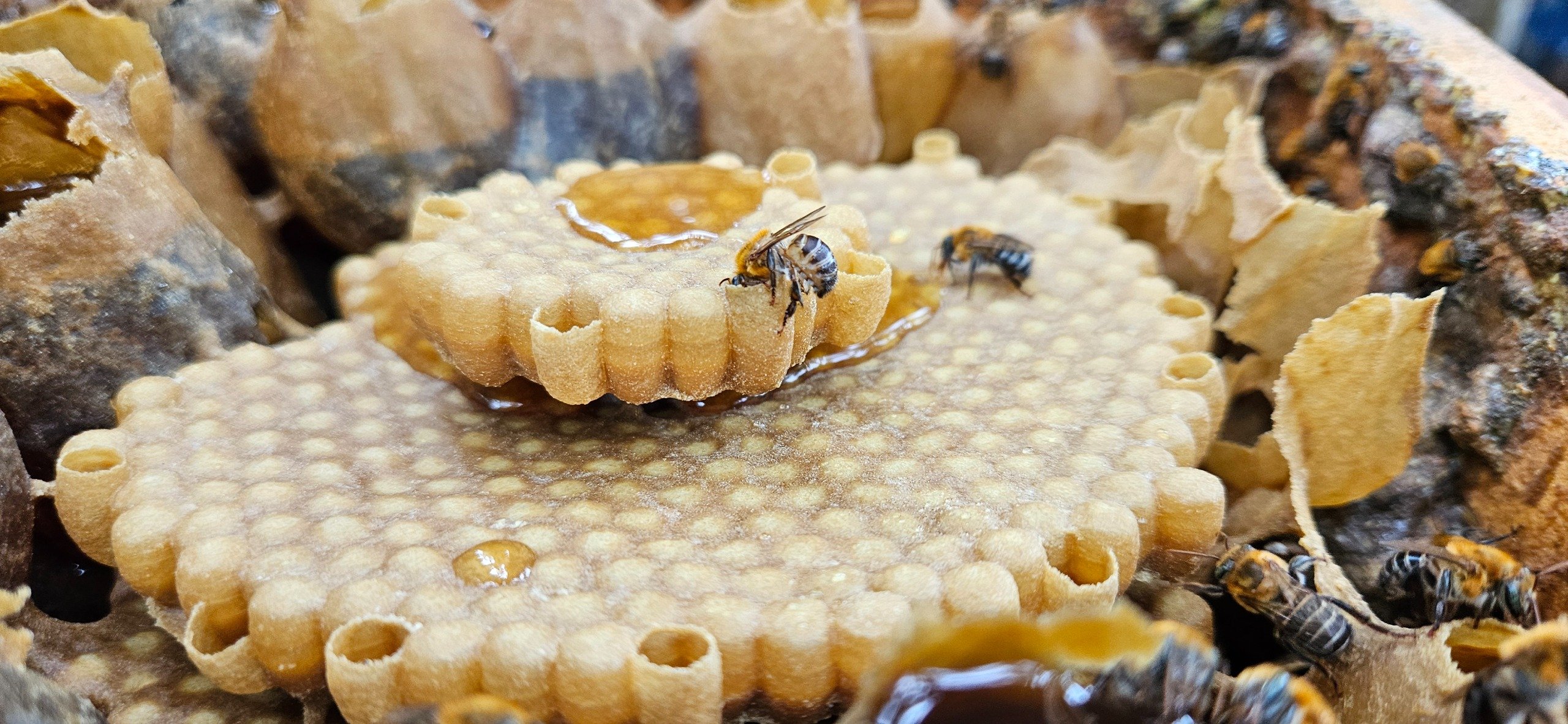 Imagem de Projeto do Inema incentiva a criação de abelhas sem ferrão em Unidade de Conservação