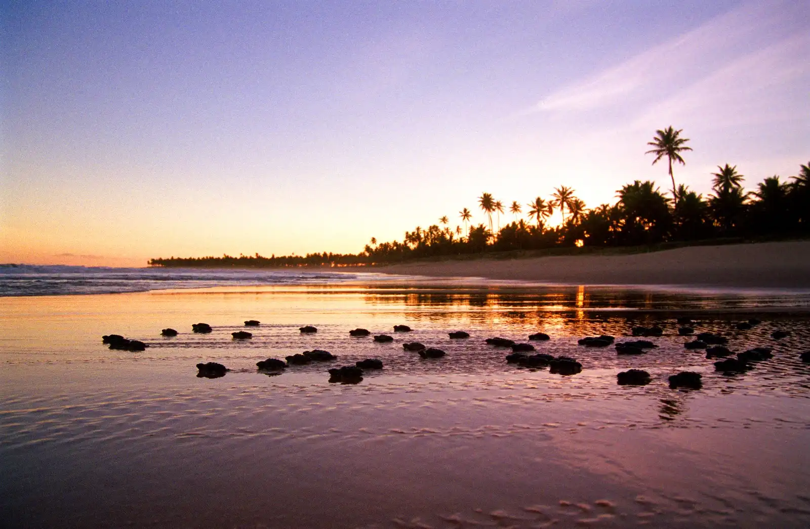 Imagem de Temporada de tartarugas marinhas 2025/2026 começa no Litoral Norte da Bahia e especialistas alertam para cuidados
