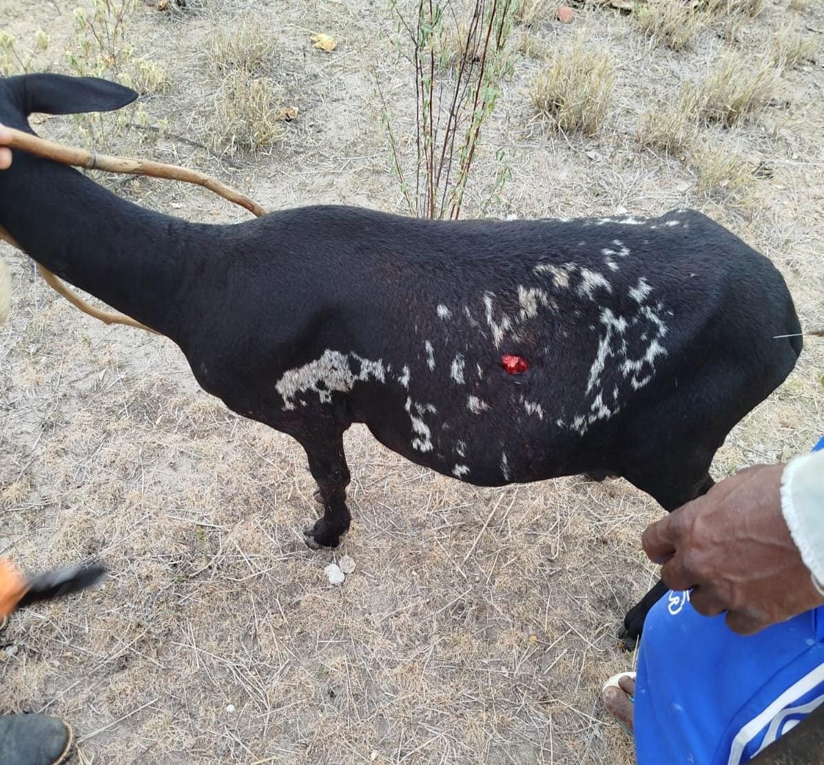 Imagem de Em comissões da ALBA, Luciano Araujo denuncia ataques de cães que deixam rebanhos de caprinos e ovinos feridos e mortos
