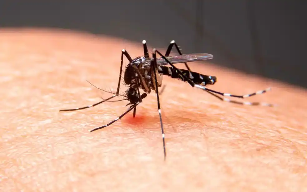 Imagem de Bahia registra avanço de casos de chikungunya e autoridades reforçam alerta