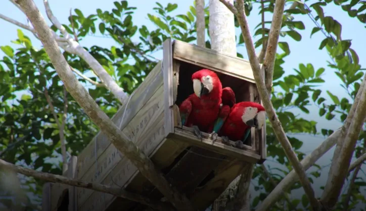 Imagem de Após quase 200 anos, araras-vermelhas voltam a nascer na Mata Atlântica baiana