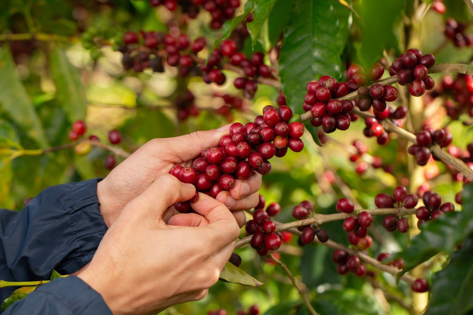 Imagem de Conexão Cafés da Bahia: evento promove imersão sensorial com produtos artesanais de excelência em Vitória da Conquista