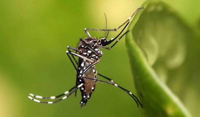 Imagem de Dengue dispara com mais de 345 mil casos prováveis: 36 mortes em uma semana e aumento de 140%
