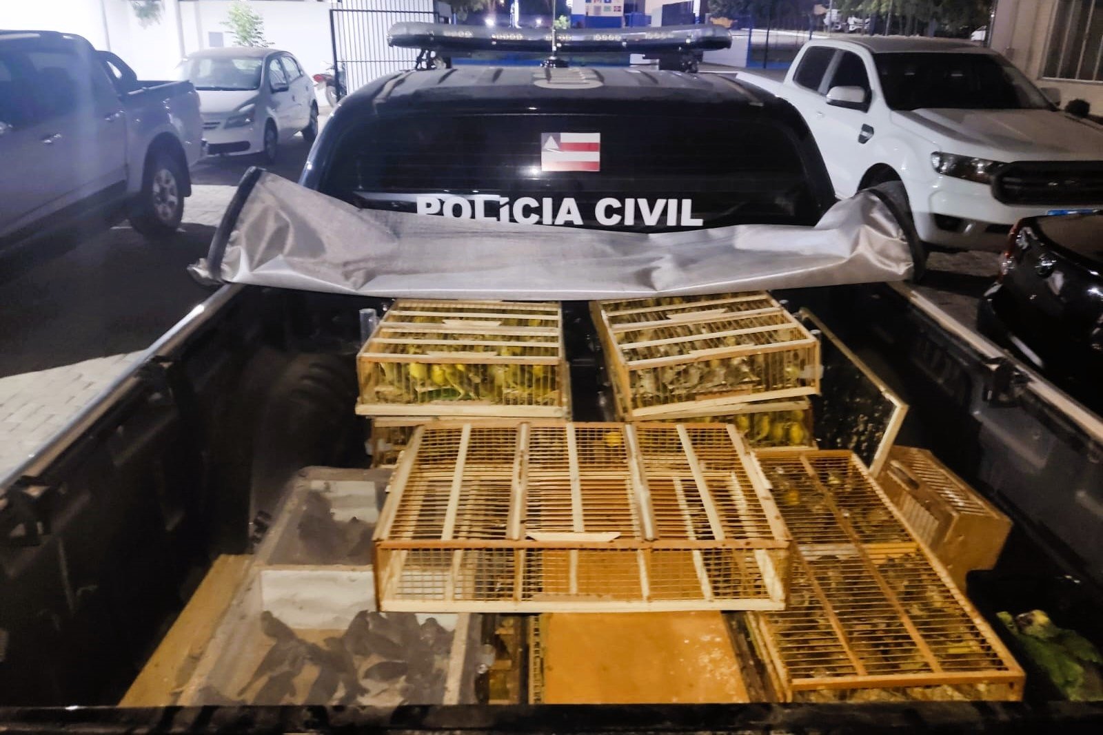 Imagem de Inema resgata 400 pássaros em operação contra tráfico de animais da Polícia Civil no oeste do Estado