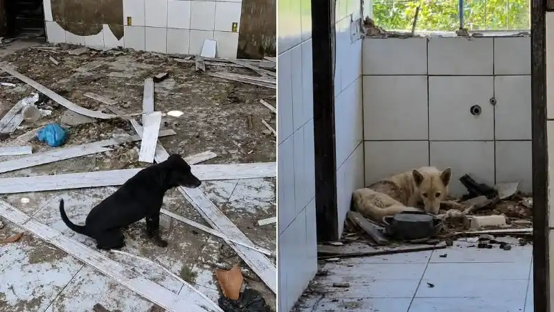 Imagem de Cães mantidos em condições precárias em escola desativada são resgatados na Bahia; adolescente é apreendido