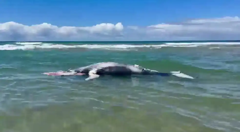 Imagem de Filhote de baleia-jubarte é encontrado morto em praia da Bahia