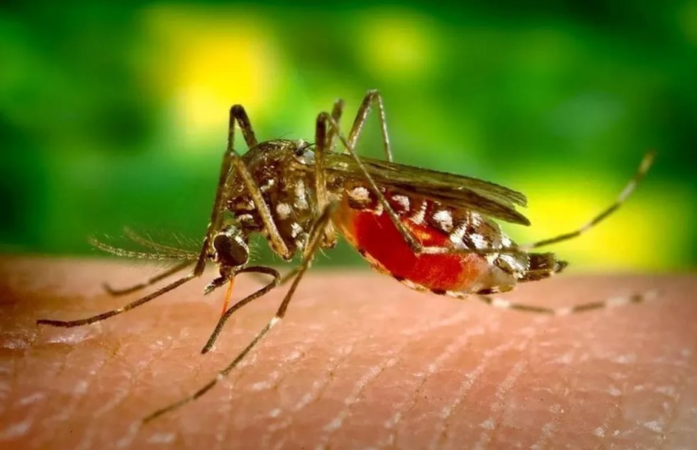Imagem de Sobe para oito o número de mortes causadas pela dengue na Bahia