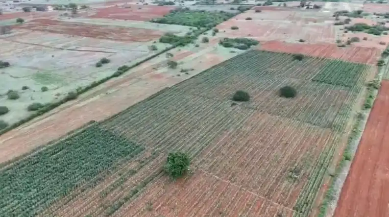 Imagem de Cerca de três hectares de plantação de maconha são encontrados com ajuda de drone no norte da Bahia